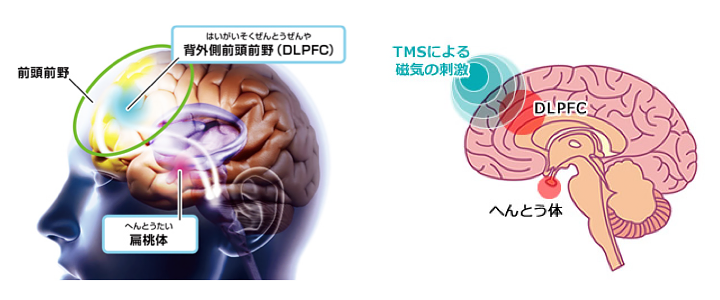 背外側前頭前野